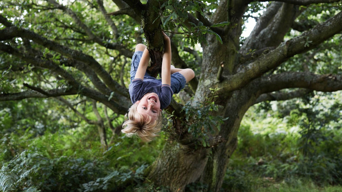 Junge klettert in einem Baum