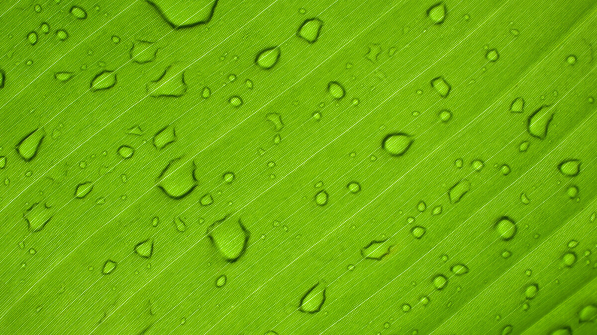 Nahaufnahme Wassertropfen auf einem grünen Blatt